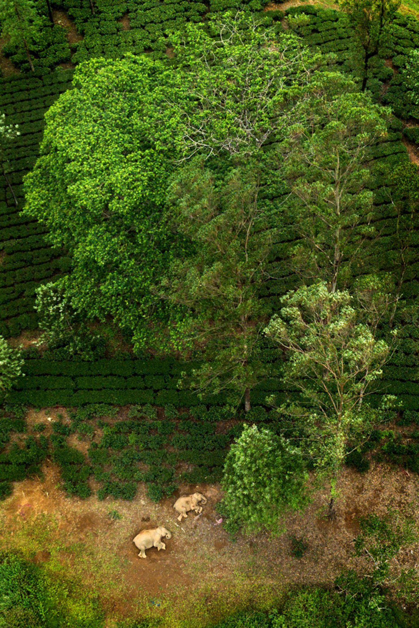 Ganesh Raghunathan/Nature inFocus Photograph of the Year
