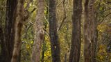 Rohin Bakshi/Nature inFocus Photograph of the Year