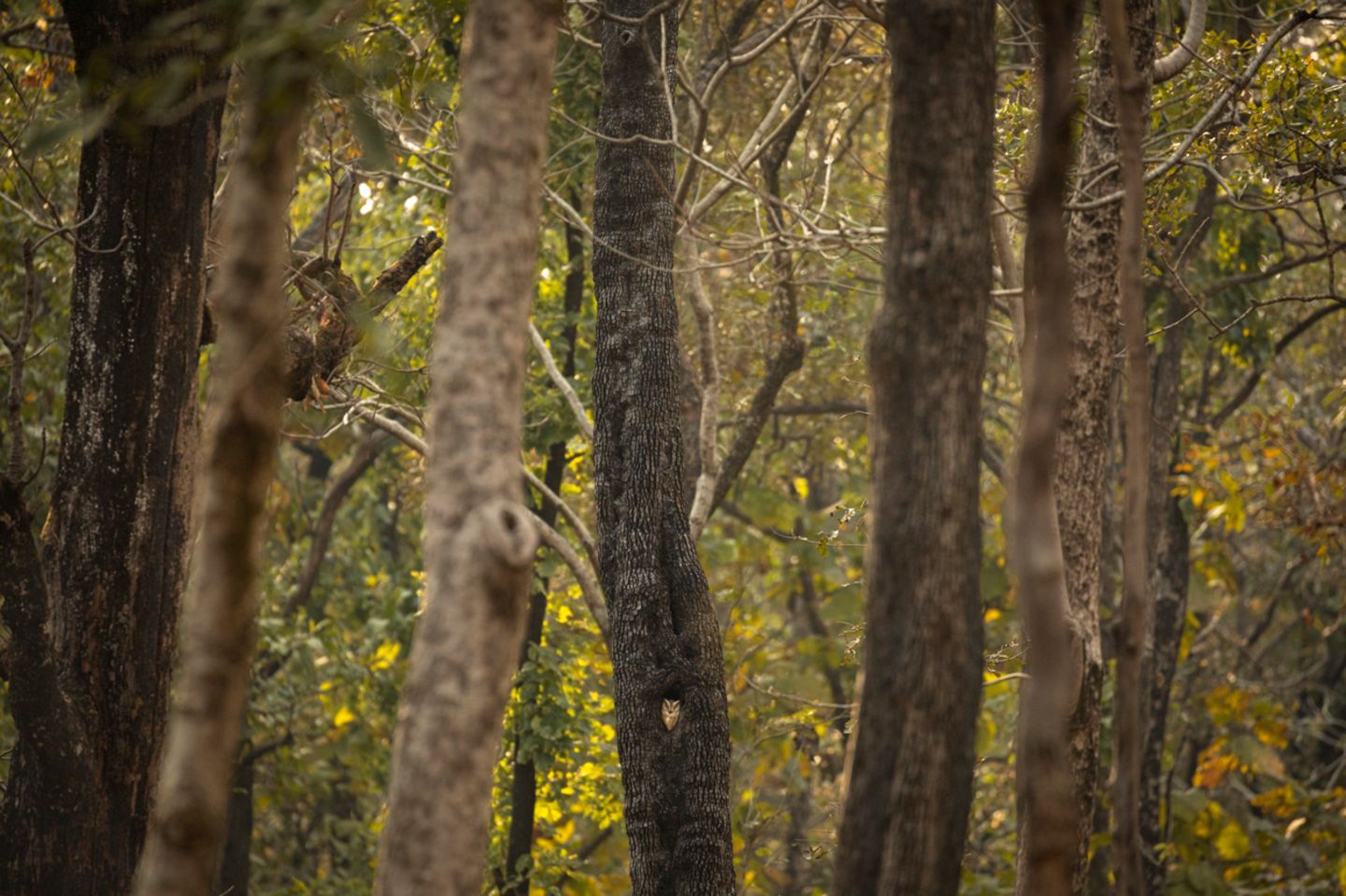 Rohin Bakshi/Nature inFocus Photograph of the Year