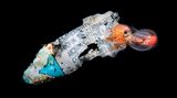 Magnus Lundgren/Nature inFocus Photograph of the Year
