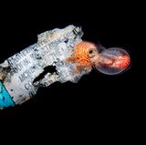 Magnus Lundgren/Nature inFocus Photograph of the Year