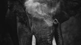 Sitara Karthikeyan/Nature inFocus Photograph of the Year