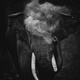 Sitara Karthikeyan/Nature inFocus Photograph of the Year