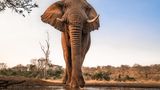 Elefant
