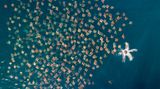 Mark Carwardine/ Drone Photo Awards 2020