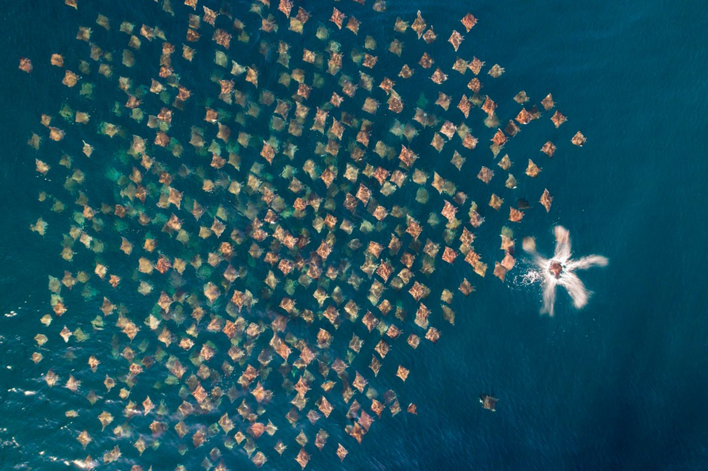 Mark Carwardine/ Drone Photo Awards 2020