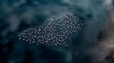 Thomas Vijayan/Drone Photo Awards 2020