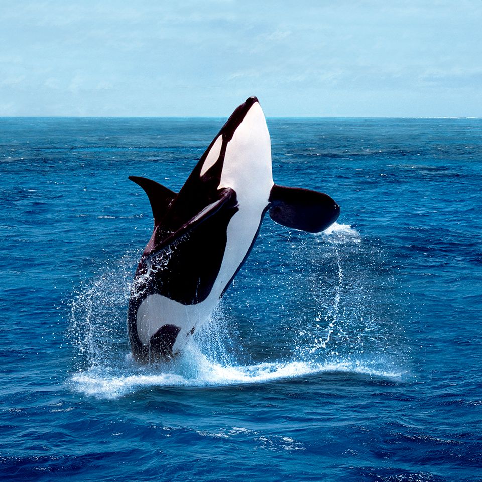 Orca