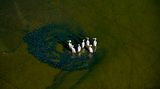 Thomas Vijayan/Drone Photo Awards 2020