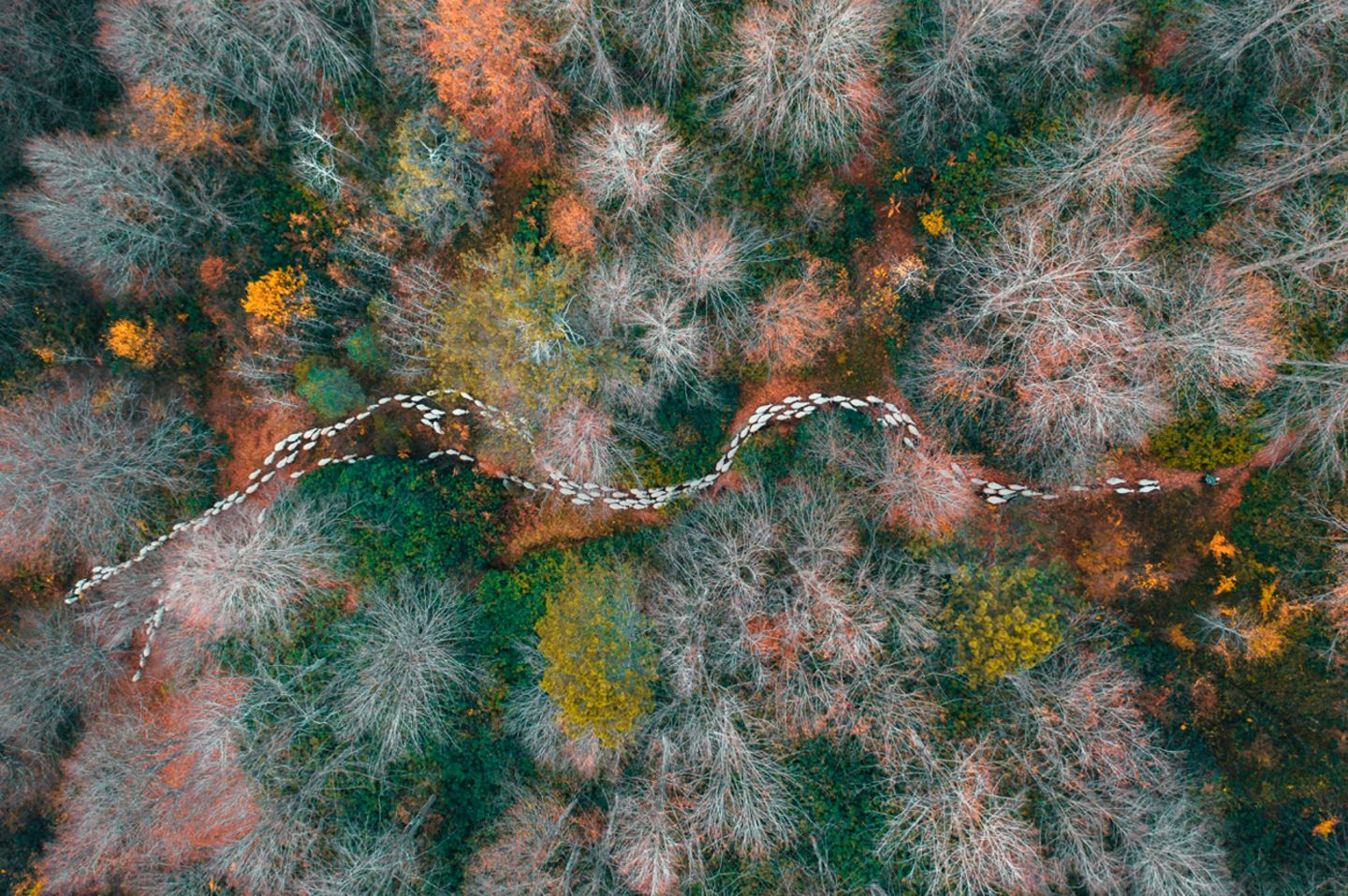 Mehmet Aslan/Drone Photo Awards 2020