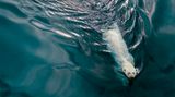 Jenny Wong/Drone Photo Awards 2020