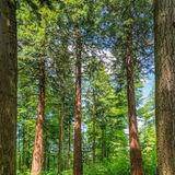 Mammutbäume Traufgang-Felsenmeersteig