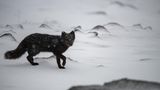 Polarfuchs