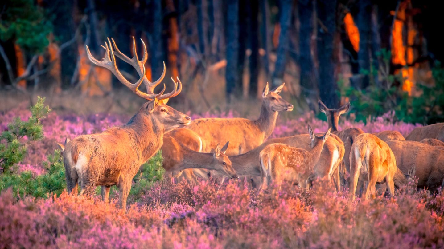 Nationalpark De Hoge Veluwe