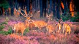 Nationalpark De Hoge Veluwe