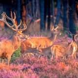 Nationalpark De Hoge Veluwe
