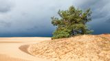Nationalpark De Hoge Veluwe
