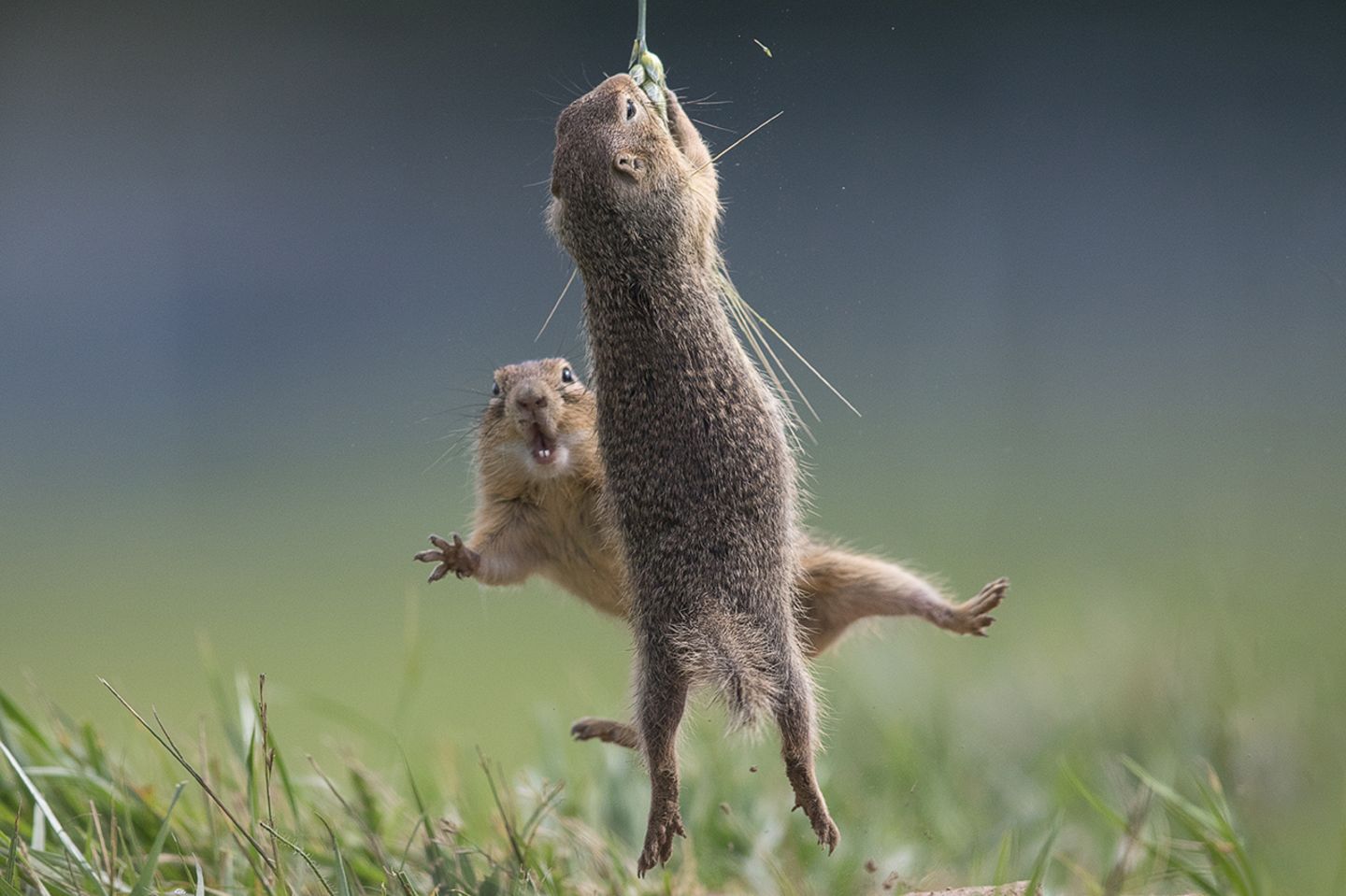 Fotobomber