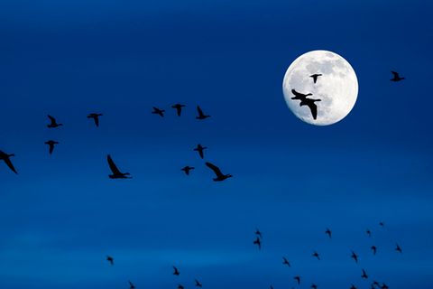 Vollmond