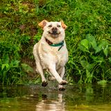 John Carelli/Mars Petcare Comedy Pet Photo Awards 2020