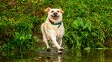 John Carelli/Mars Petcare Comedy Pet Photo Awards 2020