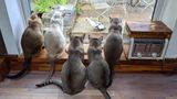 Beth Noble/Mars Petcare Comedy Pet Photo Awards 2020
