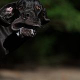 Annett Mirsberger/Mars Petcare Comedy Pet Photo Awards 2020