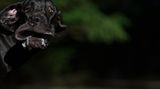 Annett Mirsberger/Mars Petcare Comedy Pet Photo Awards 2020