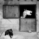 Mehmet Aslan/Mars Petcare Comedy Pet Photo Awards 2020