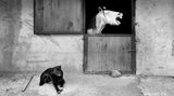 Mehmet Aslan/Mars Petcare Comedy Pet Photo Awards 2020