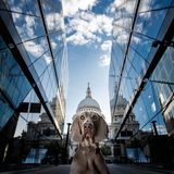 Alex Class/Mars Petcare Comedy Pet Photo Awards 2020