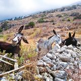 Boris Purmann//Mars Petcare Comedy Pet Photo Awards 2020