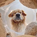 Candice Sedighan//Mars Petcare Comedy Pet Photo Awards 2020