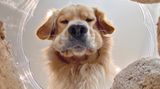 Candice Sedighan//Mars Petcare Comedy Pet Photo Awards 2020