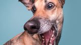 Elke Vogelsang/Mars Petcare Comedy Pet Photo Awards 2020