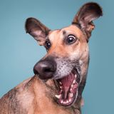 Elke Vogelsang/Mars Petcare Comedy Pet Photo Awards 2020