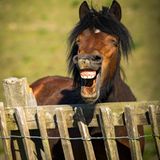 Daniel Szumilas/Mars Petcare Comedy Pet Photo Awards 2020