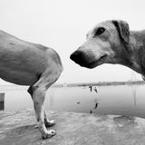 Dimpy Bhalotia/Mars Petcare Comedy Pet Photo Awards 2020