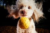 Darren Hall/Mars Petcare Comedy Pet Photo Awards 2020