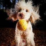 Darren Hall/Mars Petcare Comedy Pet Photo Awards 2020