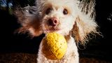 Darren Hall/Mars Petcare Comedy Pet Photo Awards 2020