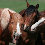 Magdalena Strakova/Mars Petcare Comedy Pet Photo Awards 2020