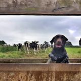 Emma Newton/Mars Petcare Comedy Pet Photo Awards 2020