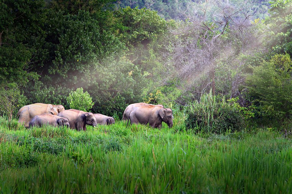 Thailand: In Thailands Nationalparks werden vermehrt wieder wildlebende Elefanten gesichtet, seitdem aufgrund der Corona-Pandemie weniger Touristen im Land unterwegs sind