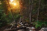 Deutscher Nationalpark: Der Bayerische Wald: wild, vielschichtig und schön - Bild 5
