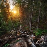 Deutscher Nationalpark: Der Bayerische Wald: wild, vielschichtig und schön - Bild 5