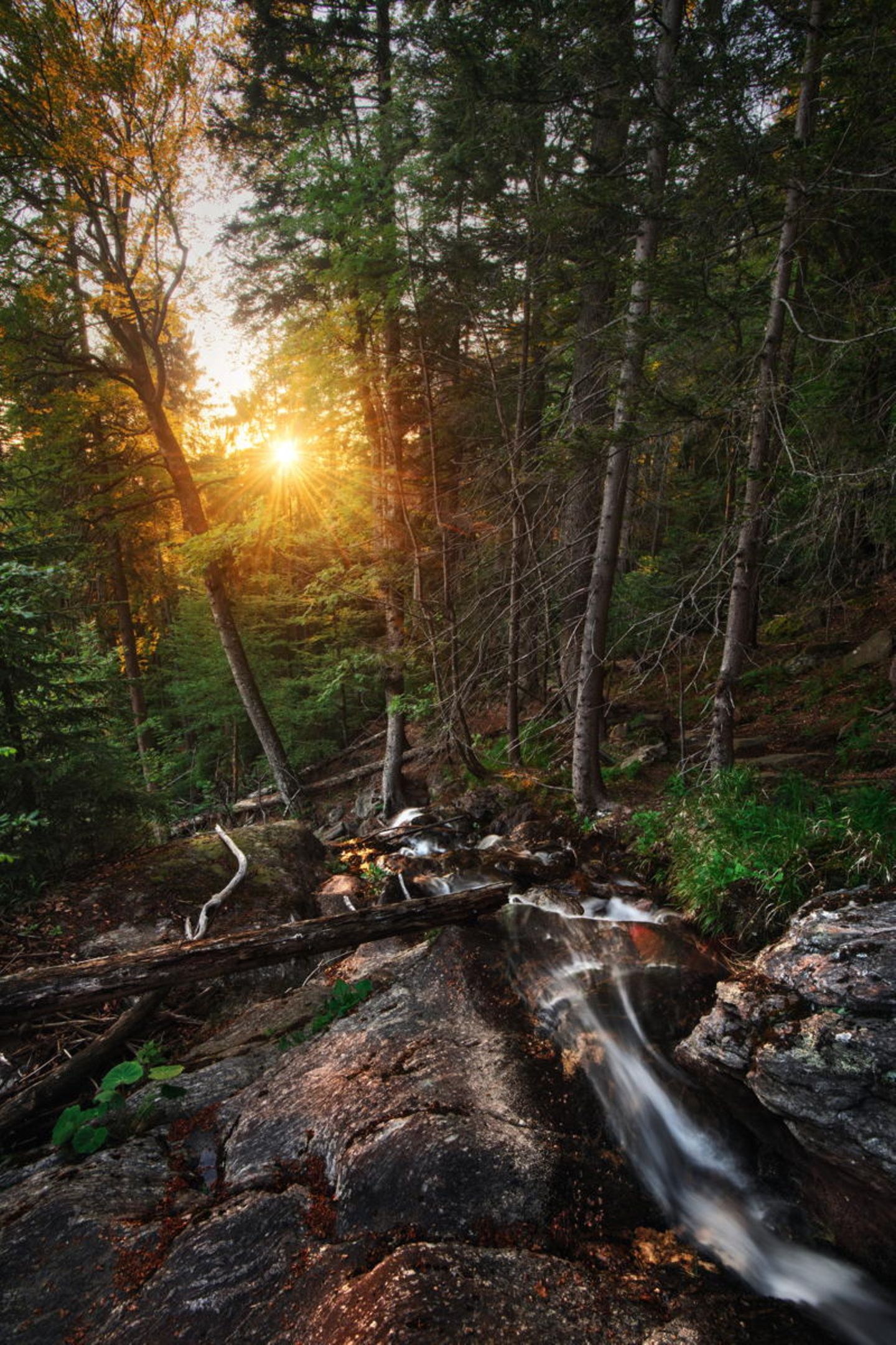 Deutscher Nationalpark: Der Bayerische Wald: wild, vielschichtig und schön - Bild 5