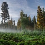 Deutscher Nationalpark: Der Bayerische Wald: wild, vielschichtig und schön - Bild 7