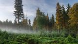 Deutscher Nationalpark: Der Bayerische Wald: wild, vielschichtig und schön - Bild 7