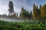 Deutscher Nationalpark: Der Bayerische Wald: wild, vielschichtig und schön - Bild 7